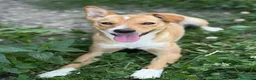Meticcio cani in regalo: NOVA, cucciola allegrissima! TG PICCOLA - Annuncio 5