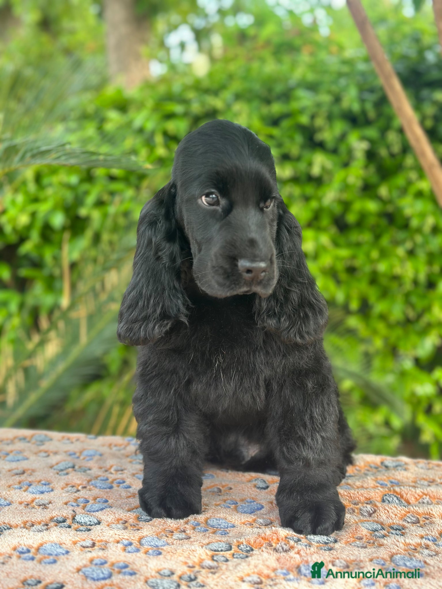 Cocker cani Cocker spaniel inglese con pedigree  - Annuncio 4