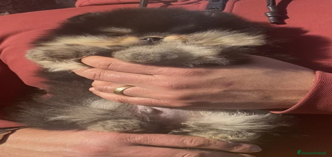 Immagine della galleria {{count}}