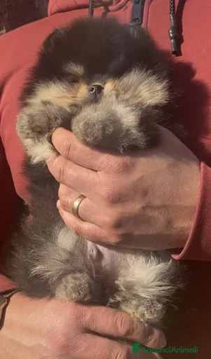 Immagine della galleria {{count}}