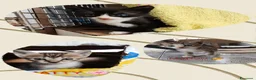 Europeo gatti in regalo: 4micini 50giorni IN ARRIVO A MILANO( su richiesta) - Annuncio 9