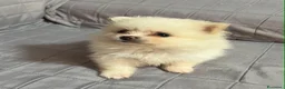 Spitz cani in vendita: Cuccioli Spitz Nano Tedesco di Pomerania a Libero consorzio comunale di Trapani - Annuncio 2