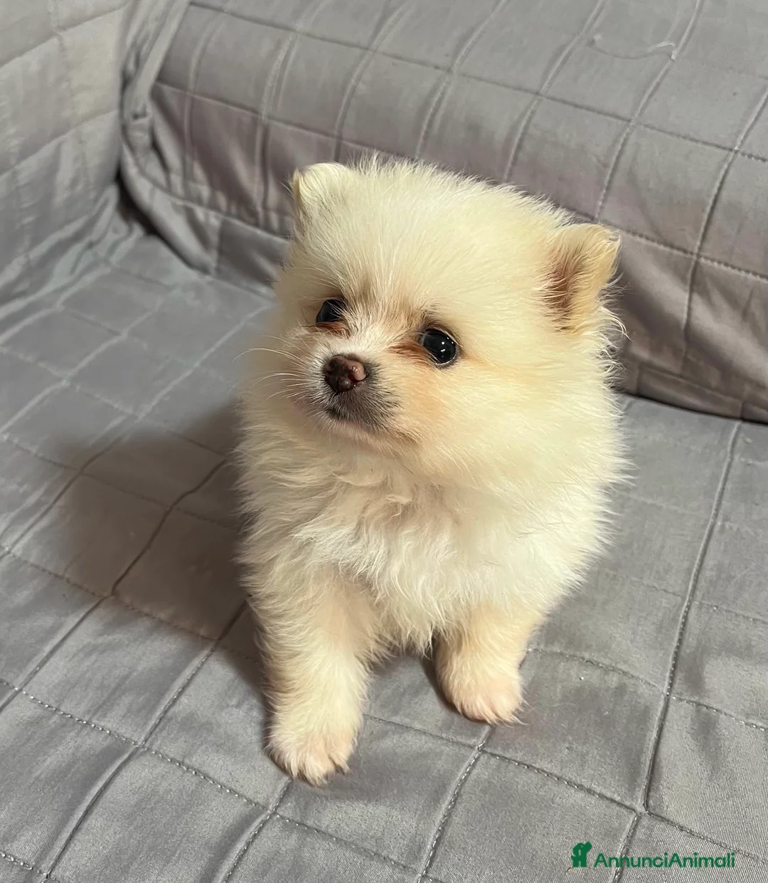 Spitz cani in vendita: Cuccioli Spitz Nano Tedesco di Pomerania a Libero consorzio comunale di Trapani - Annuncio 2