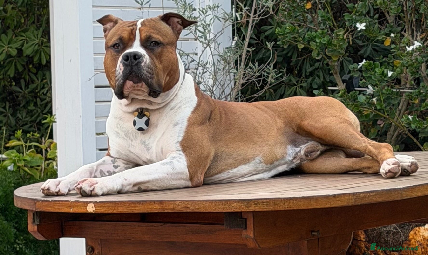 American Staffordshire cani Disponibile Monta Amstaf - Annuncio 3