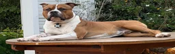 American Staffordshire cani per accoppiamento: Disponibile Monta Amstaf a Città metropolitana di Palermo - Annuncio 1