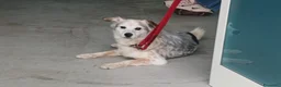 Meticcio cani in regalo: IL DOLCE SNOOPY HA BISOGNO DI UNA CASA,IN ADOZIONE - Annuncio 3