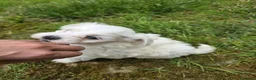 Maltese cani in vendita: Maltese  - Annuncio 5