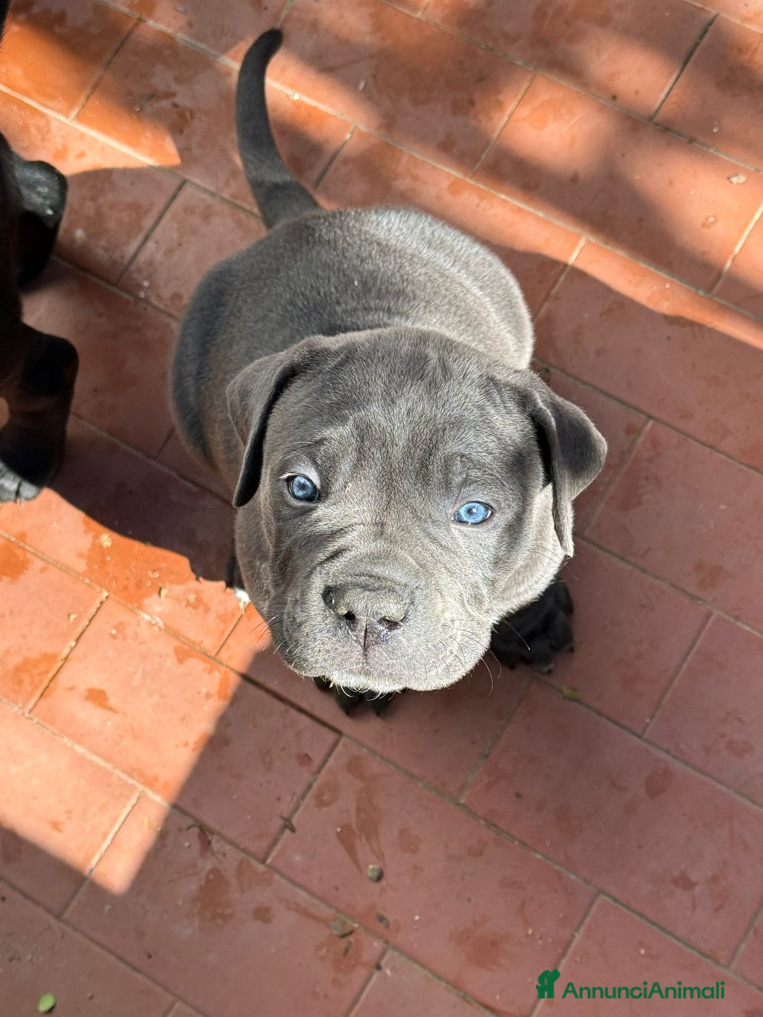 Cane Corso cani Cuccioli di cane corso - Annuncio 1