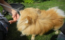 Volpino Pomerania cani in vendita: Volpina spitz di pomerania a Provincia di Cuneo - Immagine 2
