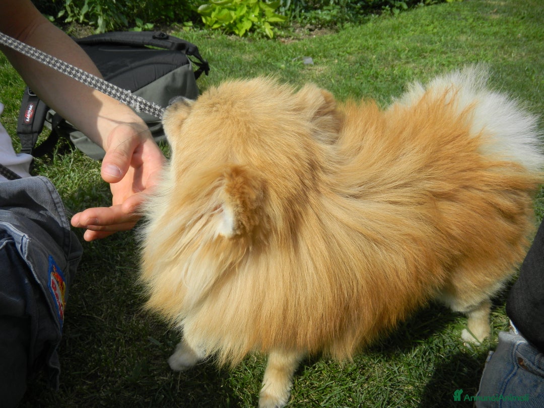 Volpino Pomerania cani in vendita: Volpina spitz di pomerania a Provincia di Cuneo - Immagine 2
