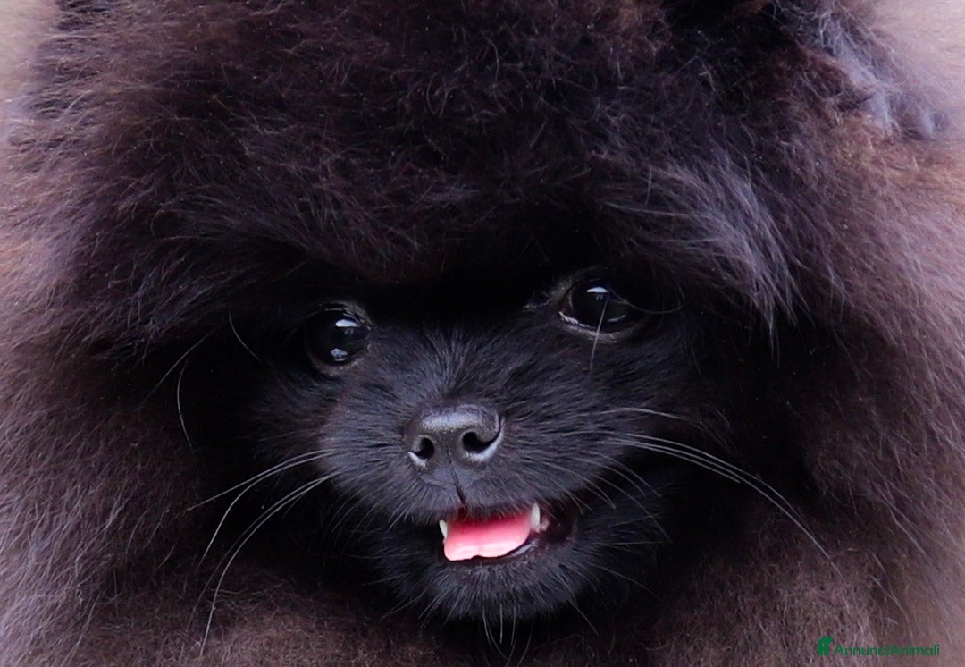 Volpino Pomerania cani in vendita: Pomerania nero nano - Annuncio 2