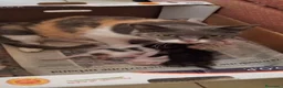Europeo gatti in regalo: Gattinii - Annuncio 2