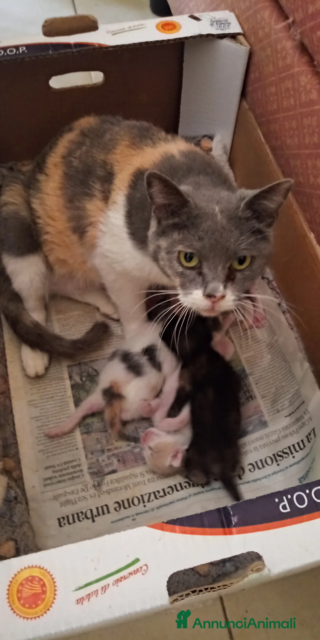 Europeo gatti in regalo: Gattinii - Annuncio 2