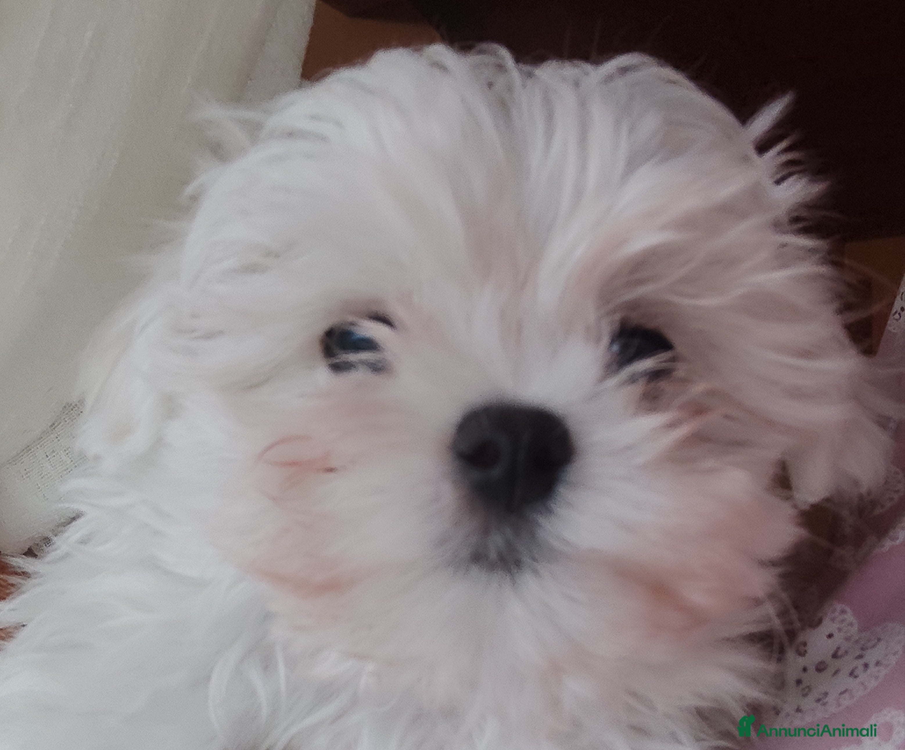 Maltese cani Maltese - Annuncio 2