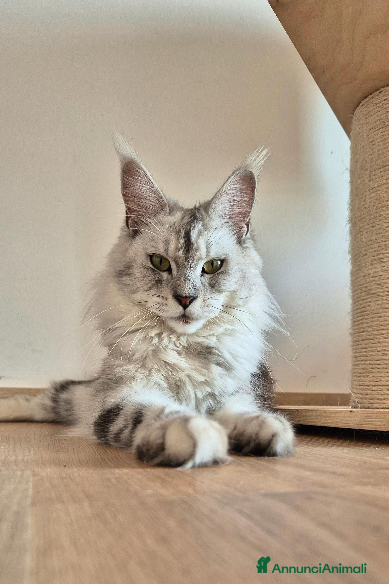 Maine Coon gatti in vendita: 5 splendide creature - Annuncio 3
