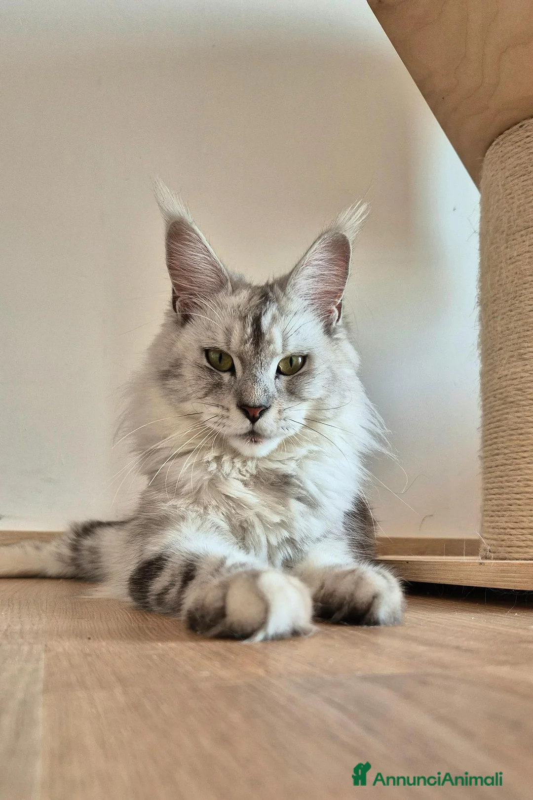Maine Coon gatti in vendita: 5 splendide creature - Annuncio 1