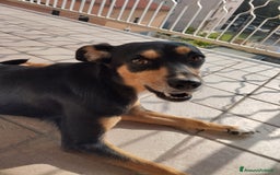 Meticcio cani per accoppiamento: Laika cerca fidanzatino a Provincia di Parma - Immagine 4