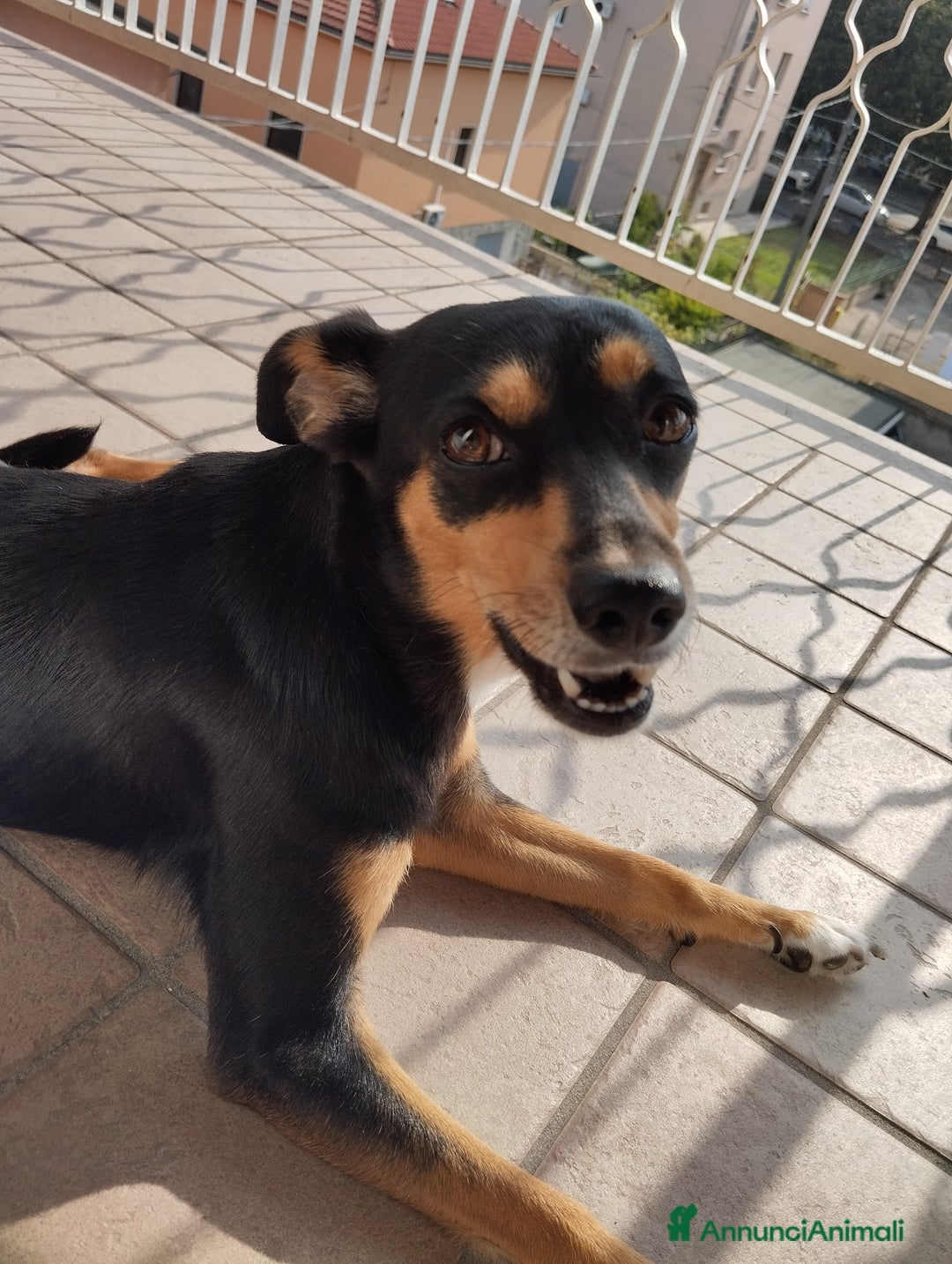 Meticcio cani per accoppiamento: Laika cerca fidanzatino a Provincia di Parma - Immagine 4