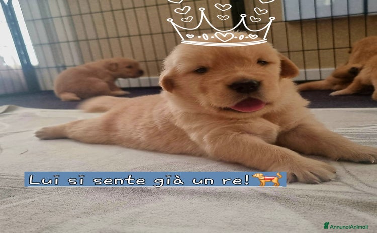 Golden Retriever cani a Provincia di Lucca - Annuncio 5