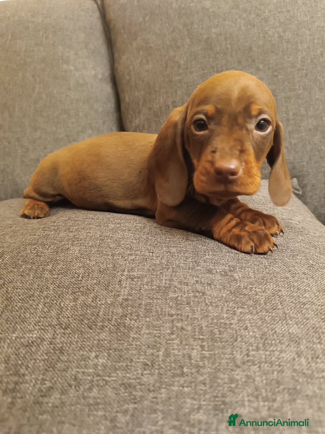 Bassotto cani in vendita: Maschietti di bassotto tedesco - Annuncio 1