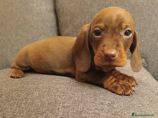 Bassotto cani Maschietti di bassotto tedesco - Annuncio 8