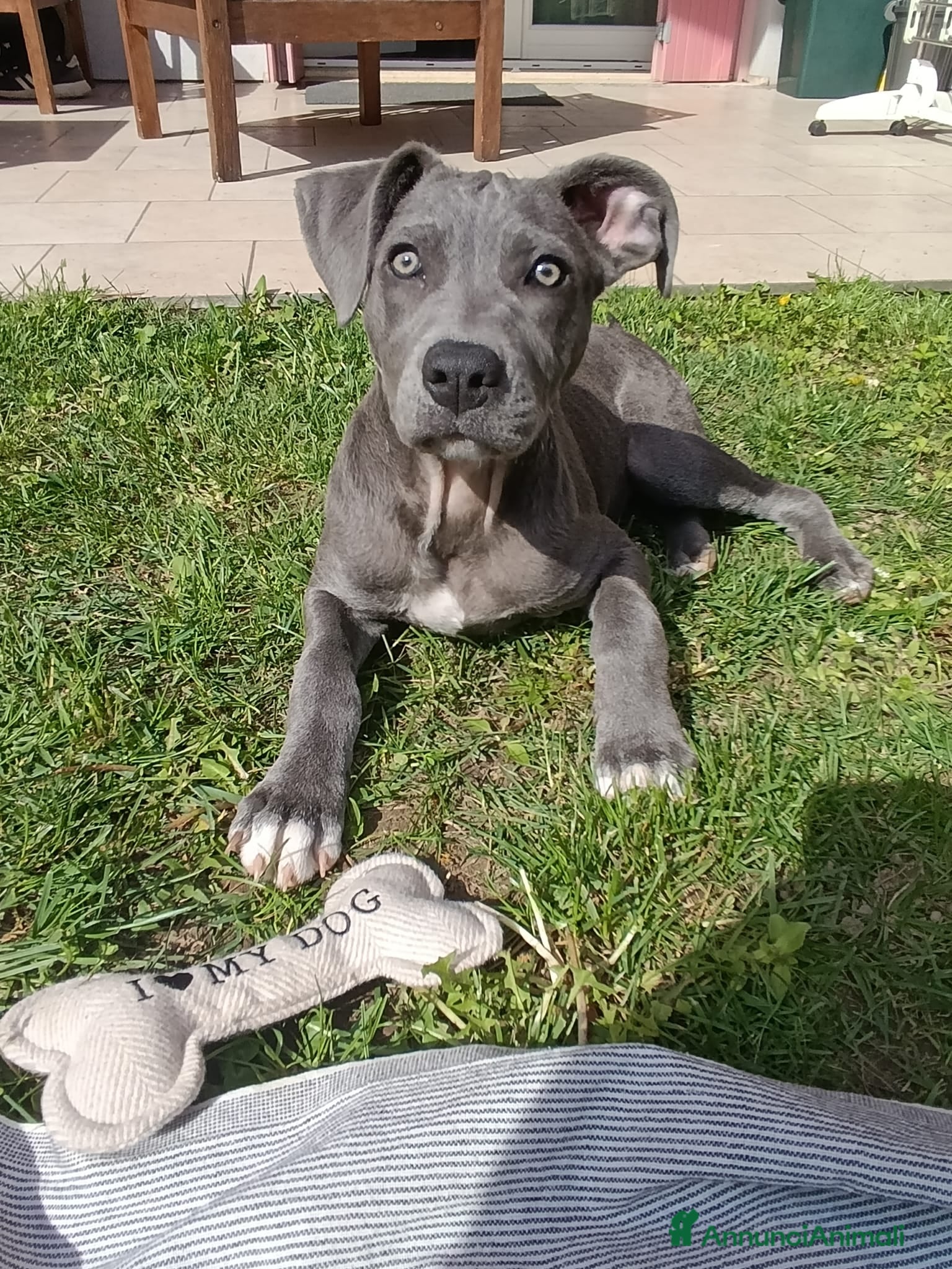 Meticcio cani Lady cerca casa urgentemente  a Città metropolitana di Milano - Annuncio 11