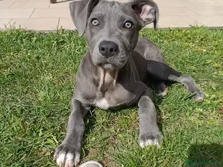 Meticcio cani Lady cerca casa urgentemente a Città metropolitana di Milano - Annuncio 11