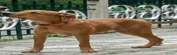 Meticcio cani in regalo: Ariel a Città Metropolitana di Genova - Annuncio 2