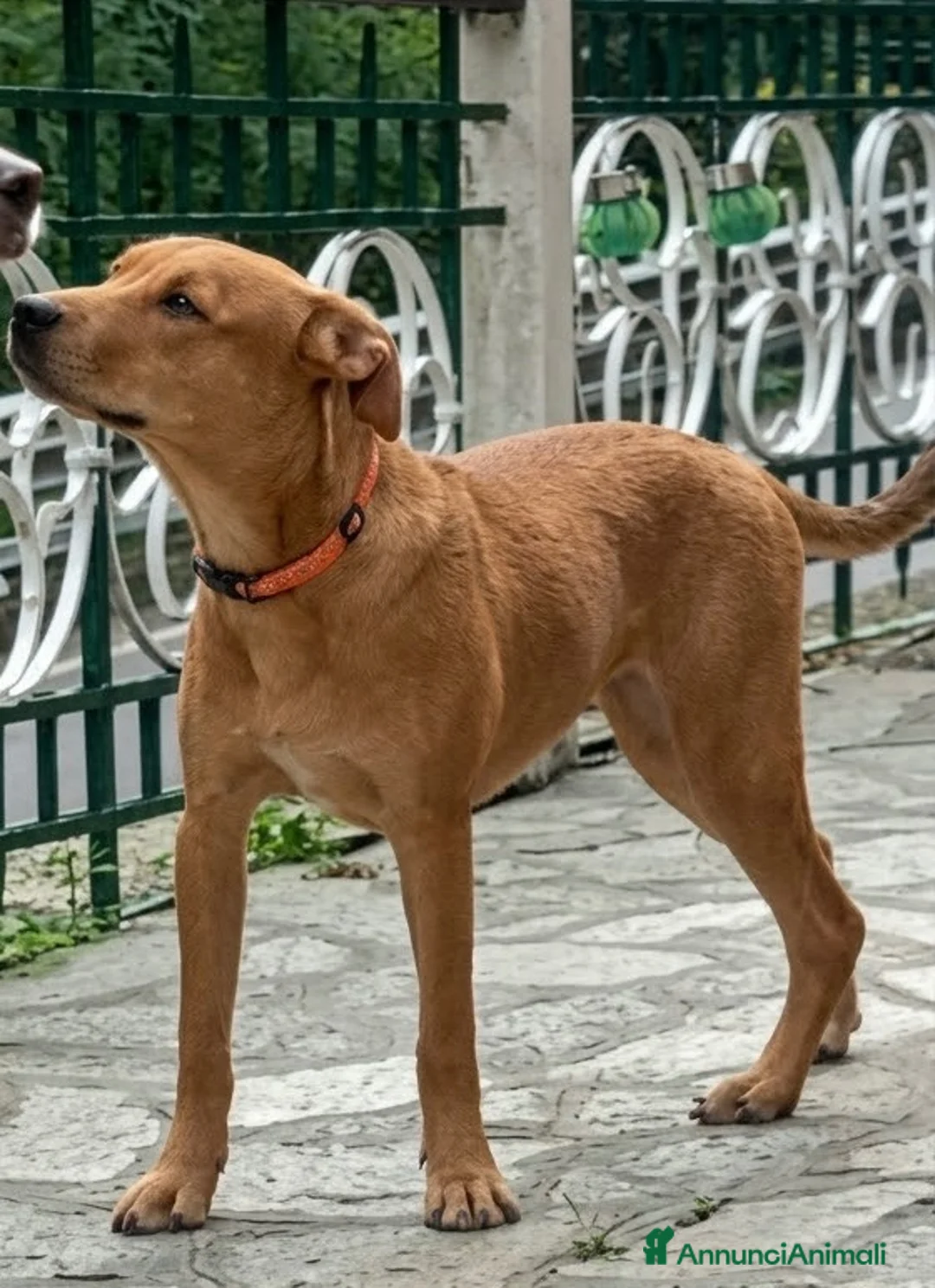Meticcio cani in regalo: Ariel a Città Metropolitana di Genova - Annuncio 2
