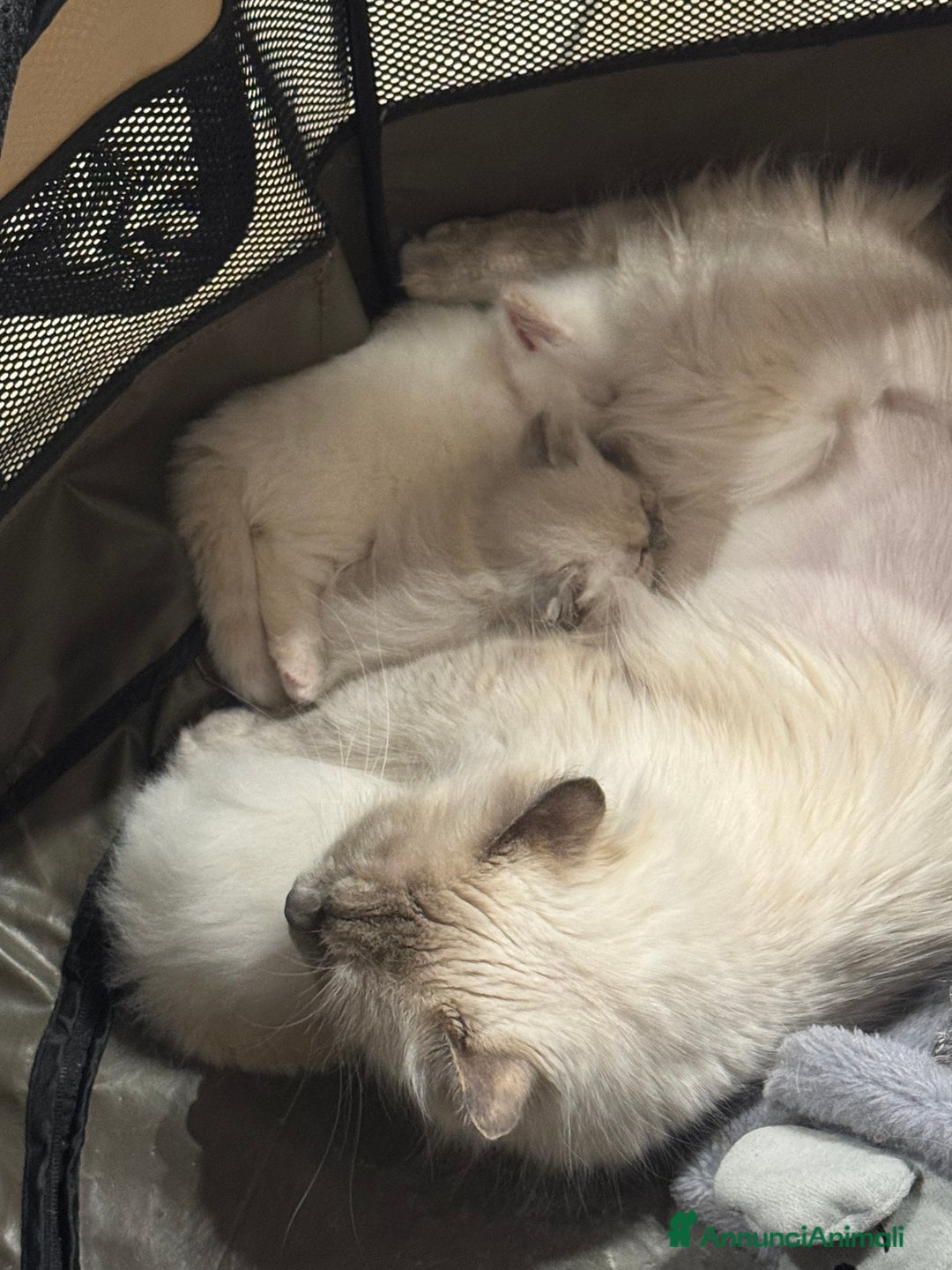 Siberiano gatti in vendita: Ultimo cucciolo disponibile  - Annuncio 2