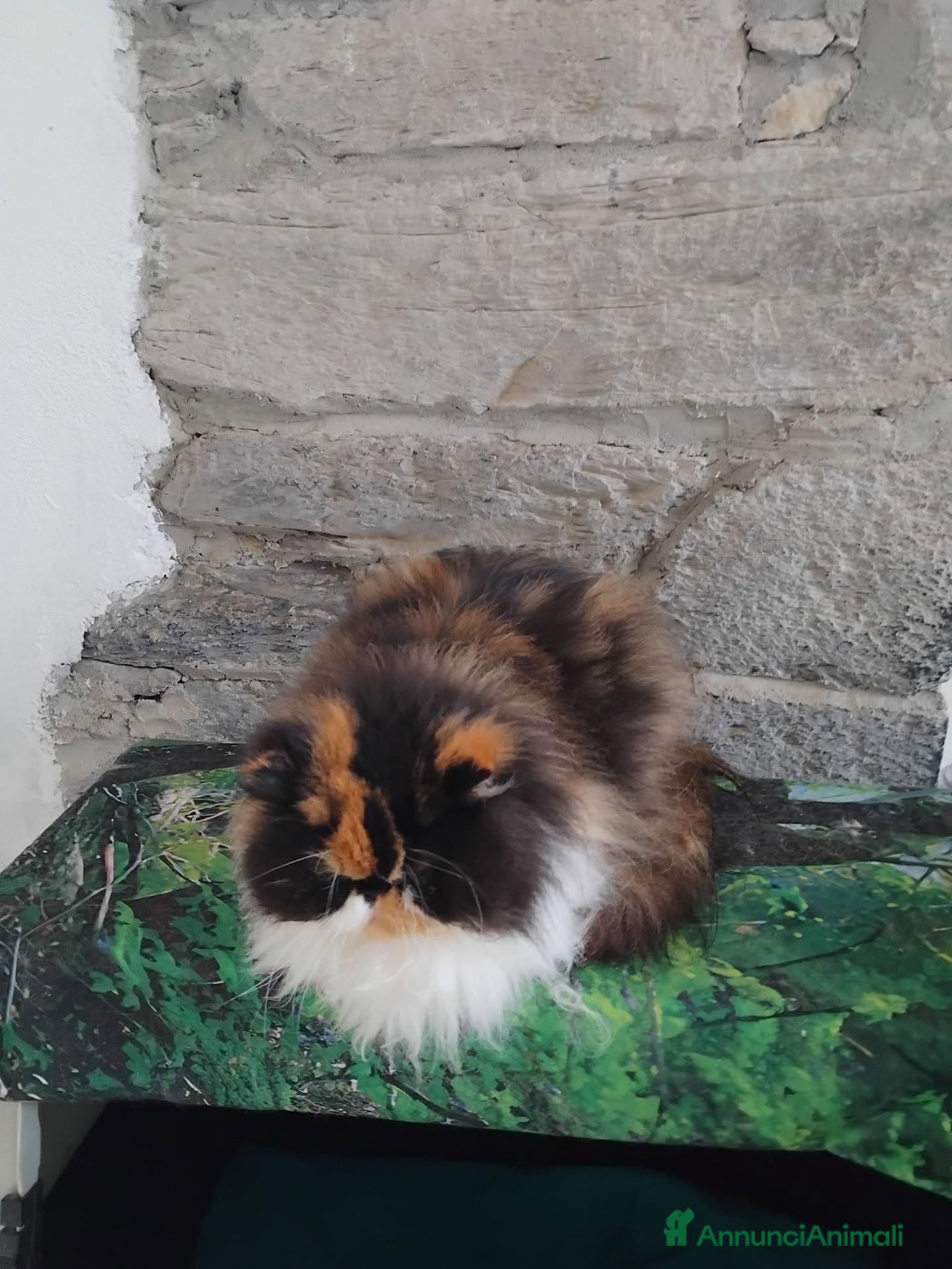 Persiano gatti Persiano Golden Tabby Blotched  - Annuncio 4