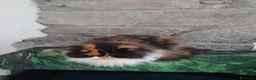 Persiano gatti in vendita: Persiano Golden Tabby Blotched  - Annuncio 1
