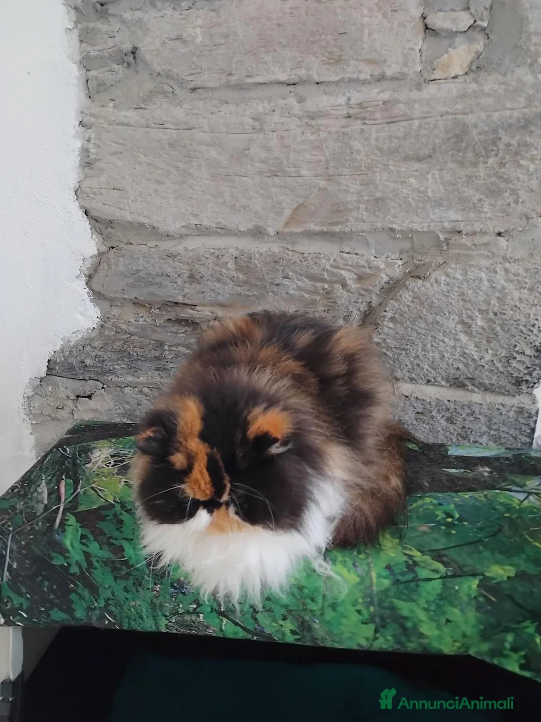 Persiano gatti in vendita: Persiano Golden Tabby Blotched  - Annuncio 1
