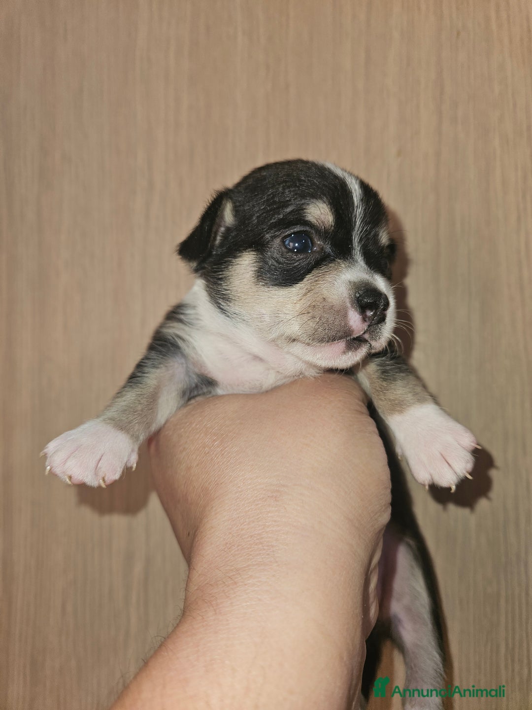 Chihuahua cani in vendita: Chihuahua cuccioli - Annuncio 7