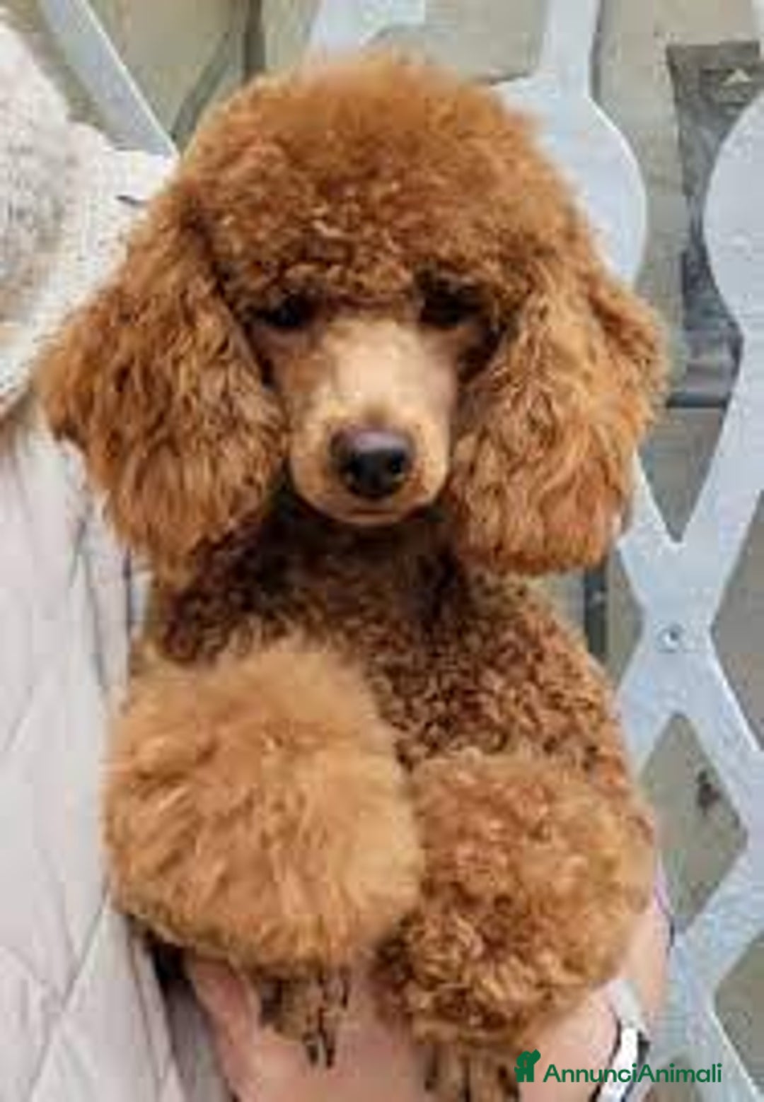 Immagine della galleria {{count}}