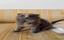 Scottish gatti in vendita: Gatta Scottish Fold a Provincia di Treviso - Immagine 3