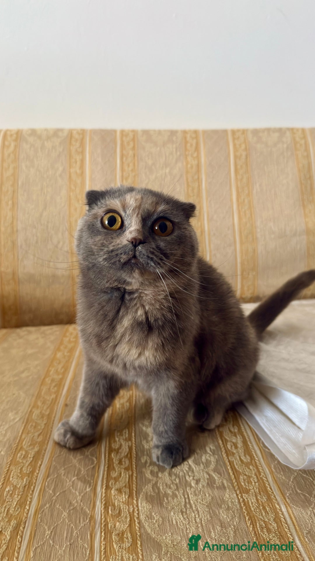Scottish gatti in vendita: Gatta Scottish Fold a Provincia di Treviso - Immagine 3