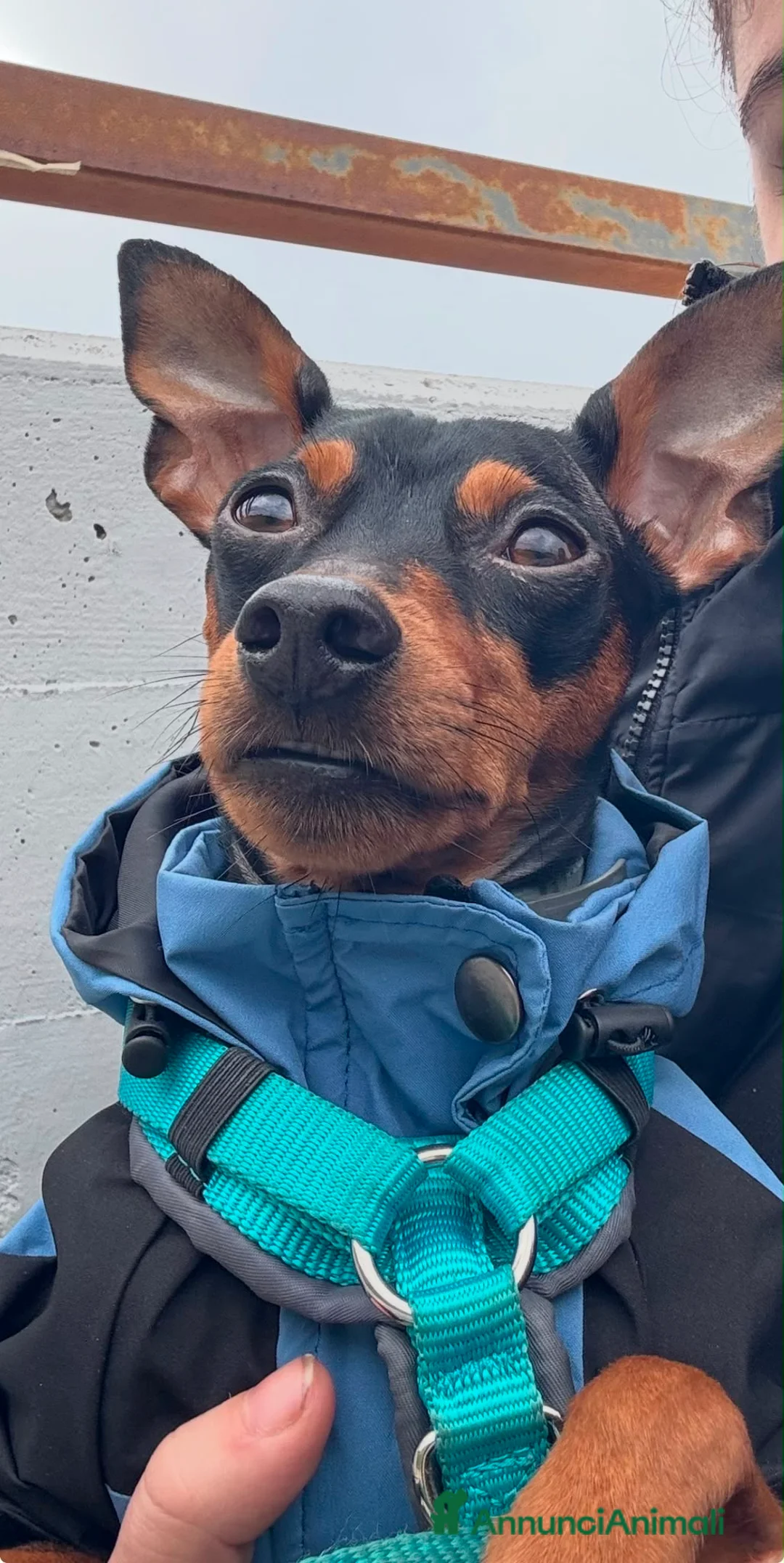 Pinscher Miniatura cani per accoppiamento: PINSCHER MASCHIO DISPONIBILE PER ACCOPPIAMENTO - Annuncio 10