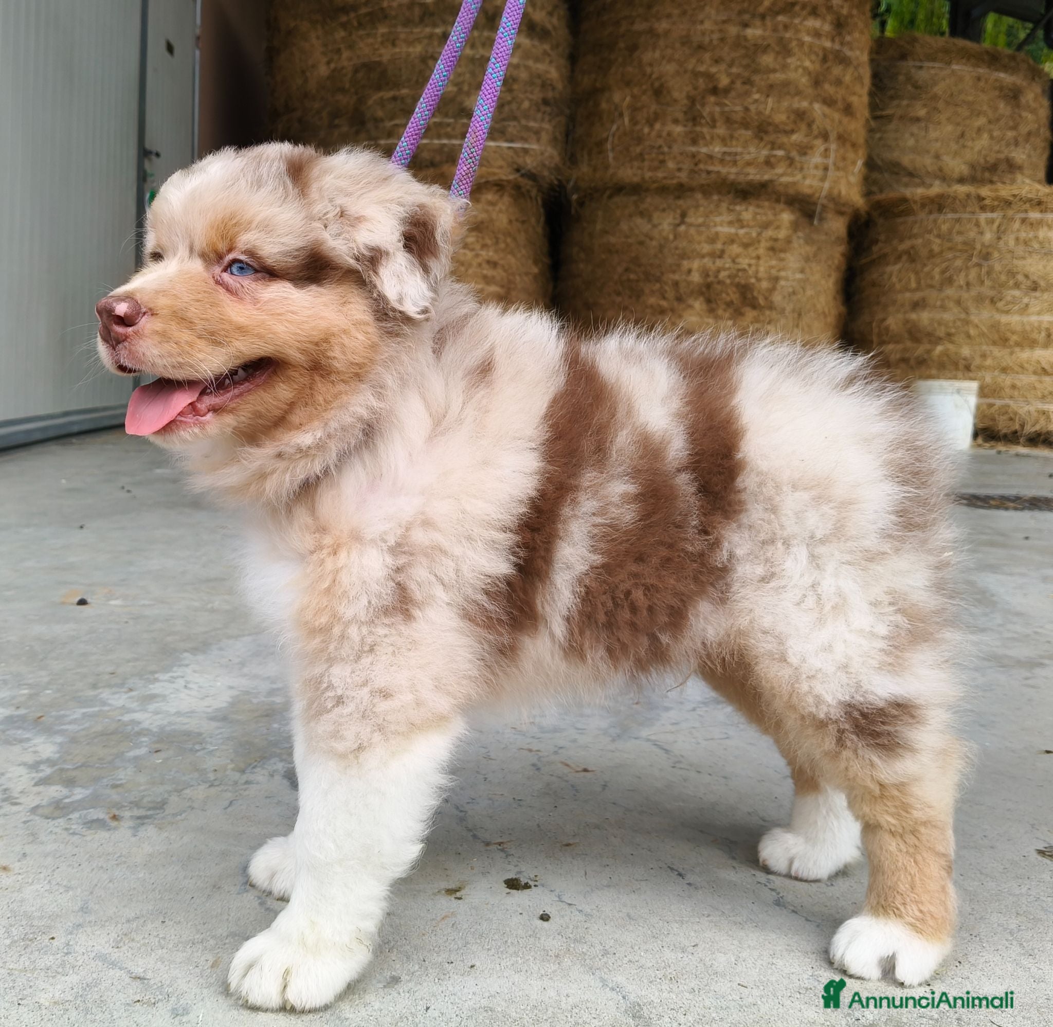 Australian Shepherd cani Cuccioli Australian Shepherd con pedigree  - Annuncio 1