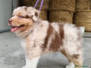 Australian Shepherd cani Cuccioli Australian Shepherd con pedigree - Annuncio 1