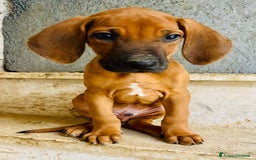 Rhodesian Ridgeback cani in vendita: Cuccioli pronti ad essere accolti  - Immagine 9