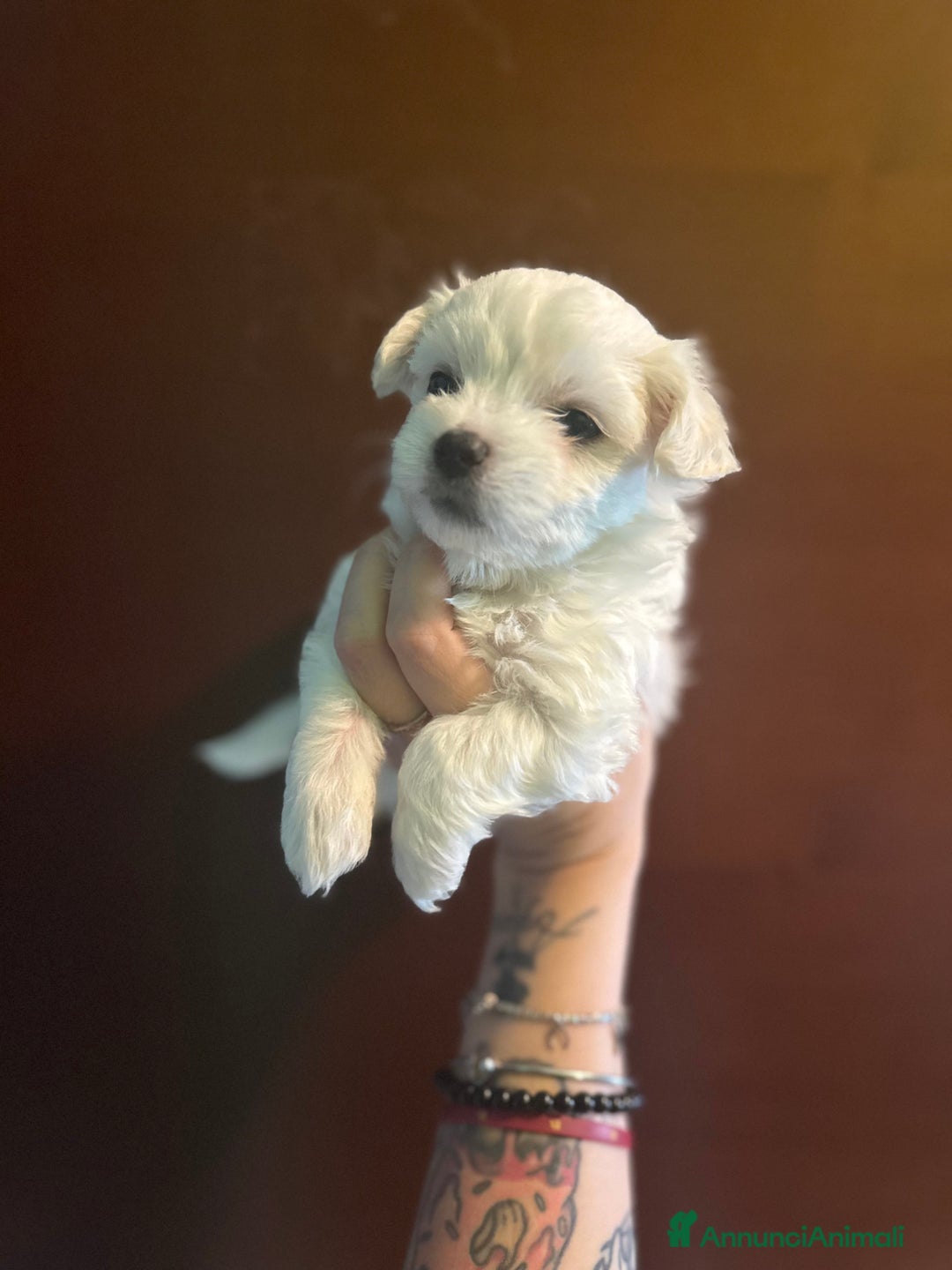 Maltese cani in vendita: Maltese - Immagine 1