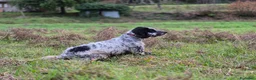 Setter Inglese cani in vendita: Cucciolo setter inglese 6 mesi - Annuncio 1