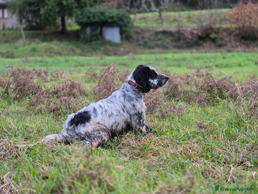 Setter Inglese cani in vendita: Cucciolo setter inglese 6 mesi - Annuncio 1