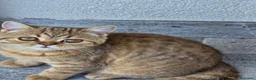 British gatti in vendita: Scottish Straight con Pedigree  - Annuncio 7