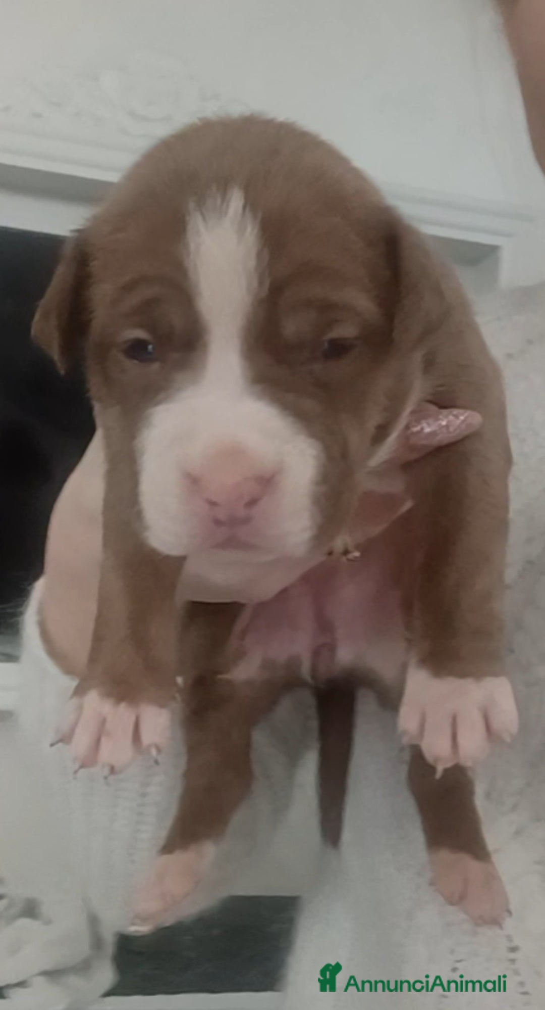 Pitbull cani in vendita: Cuccioli strepitosi di Pitbull con pedigree  - Annuncio 6