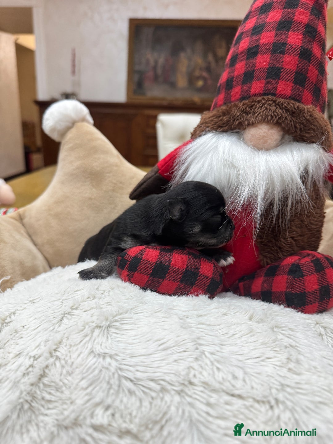 Chihuahua cani in vendita: Cuccioli Chihuahua pelo lungo - Annuncio 9