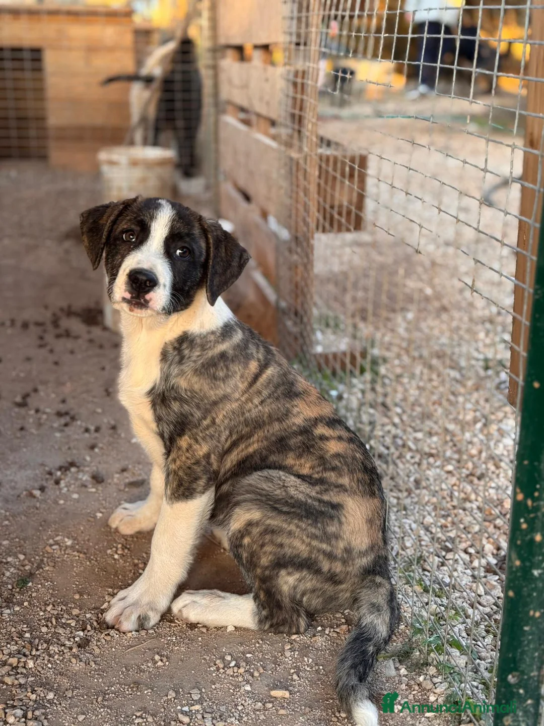 Altre razze cani in regalo: RAMONA, RAFFA, RIO, REGINA E RONDA - Annuncio 3