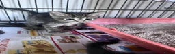 Europeo gatti in regalo: Gattini fratelli e sorella - Annuncio 6