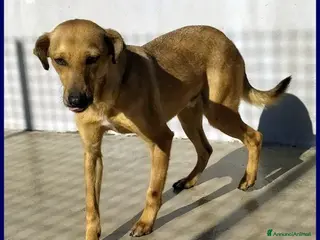 Meticcio cani IGGY POP sogna la libertà - Annuncio 4